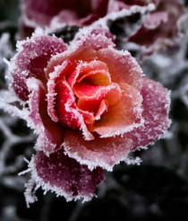 frozenRose